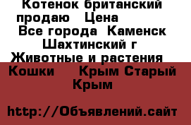 Котенок британский продаю › Цена ­ 3 000 - Все города, Каменск-Шахтинский г. Животные и растения » Кошки   . Крым,Старый Крым